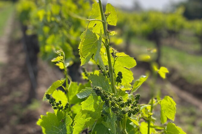1/2 day, private wine tour, van from Saint Tropez - Cheese, tapenades, and the local table