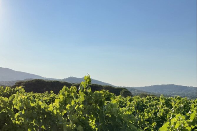 1/2 day, private wine tour, van from Saint Tropez - Sonia’s personal approach