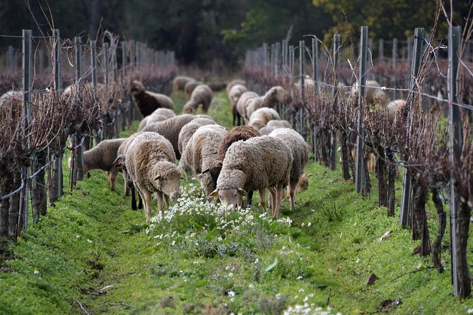 4x4 tour in a winery followed by a tasting - Who should book this experience