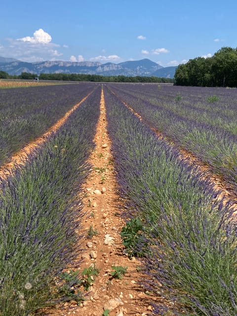 Bespoke Luxury Sightseeing Experiences - The Purple route to lavender country and the Verdon Gorge