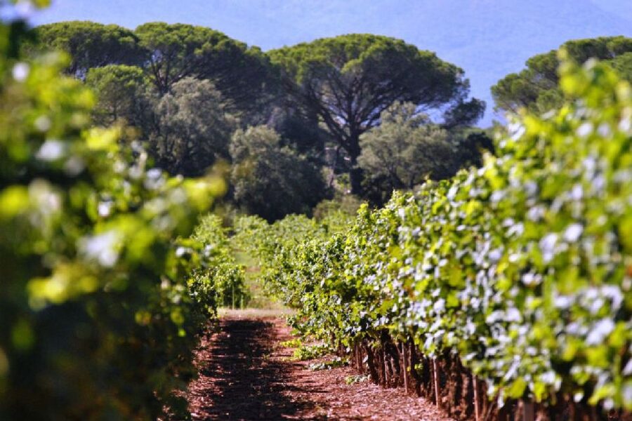 Calanques of Cassis, Aix-en-Provence & Wine Tasting Day Tour - Booking advice and flexible plans