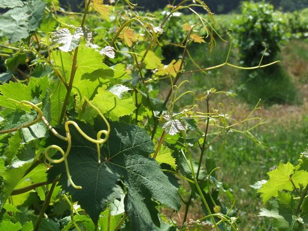 French Riviera: Provencal Wine Tour - Why this Provence wine tour works so well