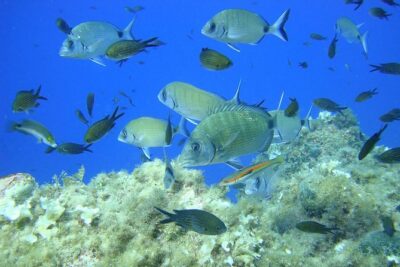 French Riviera Villefranche Bay Snorkeling Tour from Nice