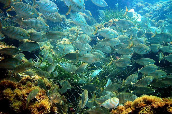 French Riviera Villefranche Bay Snorkeling Tour from Nice - Practical details that can save your morning
