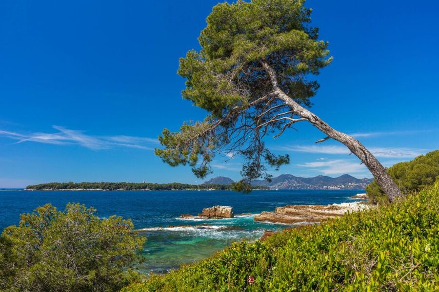 From Cannes: Round-Trip Ferry to Ste. Marguerite Island - How long should you stay?