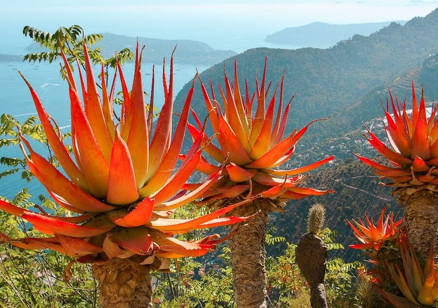 From Nice: Eze, Monaco, and Monte Carlo Half-Day Trip - Final verdict: a smart sampler with a tight clock