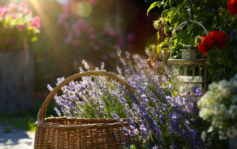 From Nice: Flower Fields & Saint Cassien Lake Full-Day Trip - Key points to know before booking