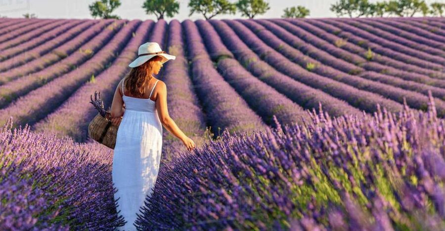 From Nice: Full-Day Provence and Lavender Tour - Driving through Verdon Gorge