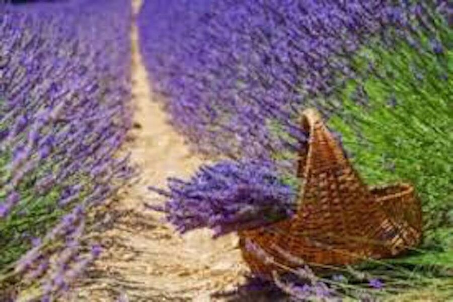 From Nice: Full-Day Provence and Lavender Tour - Is $234 a fair price?