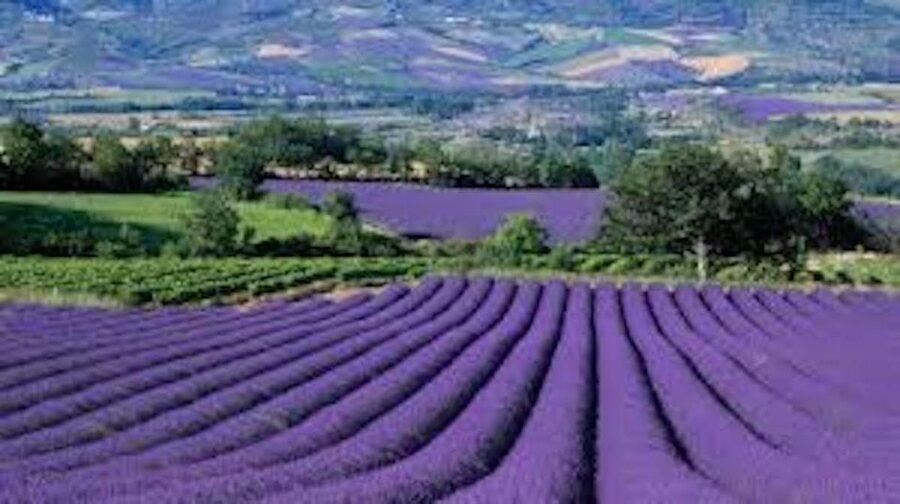 From Nice: Full-Day Provence and Lavender Tour - Valensole and the famous lavender fields