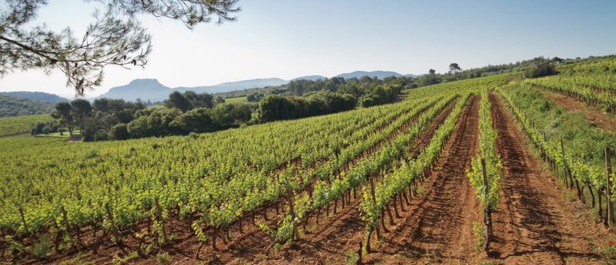 From Nice: Provence Wine Full-Day Tour - Lunch in a medieval Provençal village