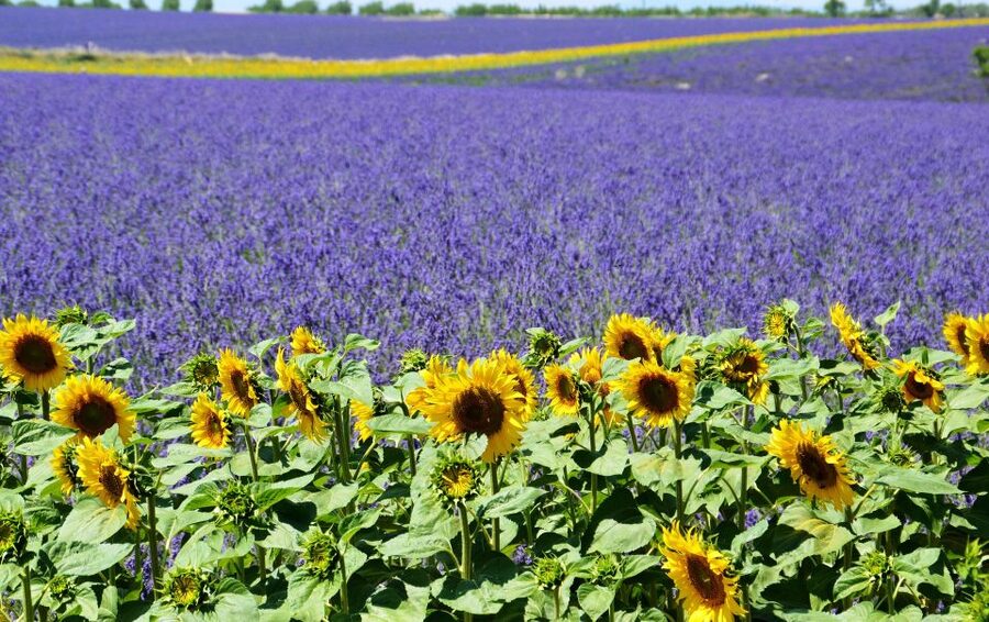 From Nice: Verdon Gorge Full-Day Tour - Moustiers-Sainte-Marie, the prettiest stop of the day