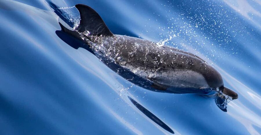 From Villefranche-sur-Mer: Guided Dolphin-Watching Tour - Key points to know before booking