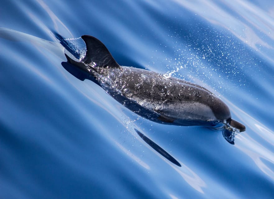From Villefranche-sur-Mer: Guided Dolphin-Watching Tour - Why this dolphin cruise is different