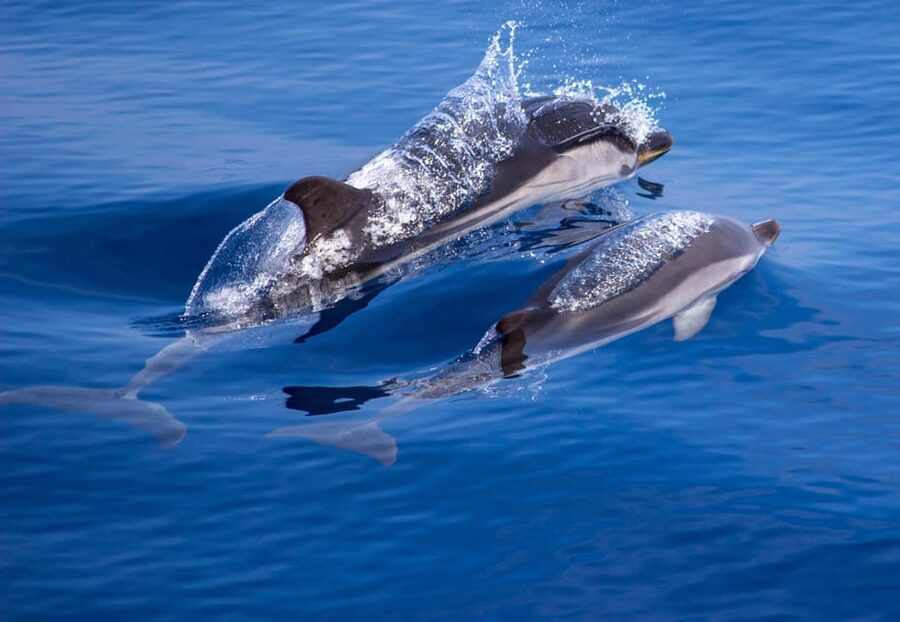 From Villefranche-sur-Mer: Guided Dolphin-Watching Tour - Searching the Pelagos Sanctuary for wild dolphins