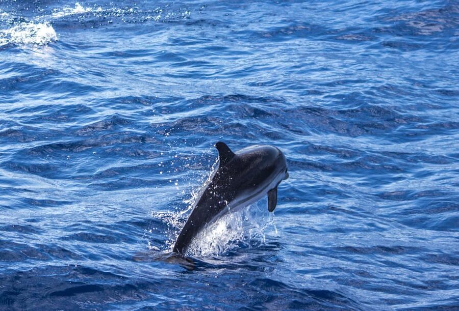 From Villefranche-sur-Mer: Guided Dolphin-Watching Tour - What the $80 price gets you
