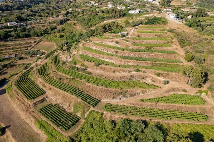 Full-Day Wine Tour in Bellet & Saint-Paul de Vence From Nice - Why Bellet makes a smart wine day from Nice