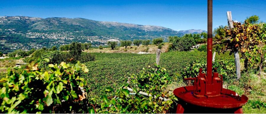 Full-Day Wine Tour in Bellet & Saint-Paul de Vence From Nice - Booking details that matter