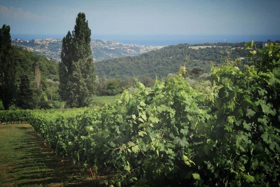 Grasse, Gourdon and local wine tasting, from Nice and Cannes - Gourdon and the high views
