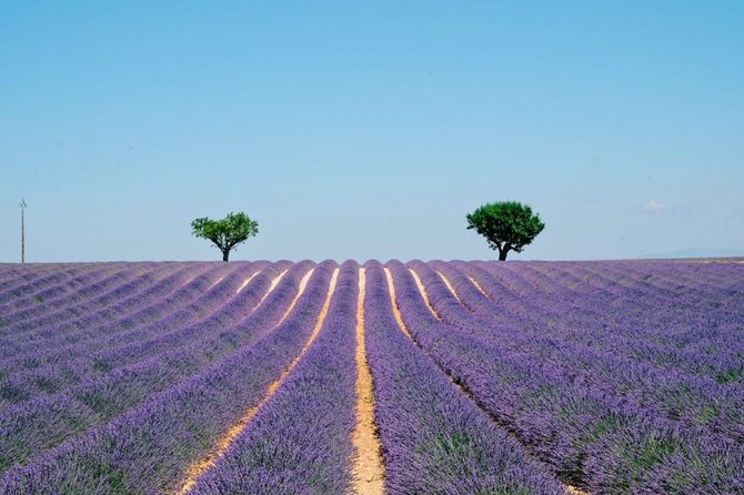 GUIDED TOUR: Lavender fields, the Gorges du Verdon - La Castellane and the first canyon views