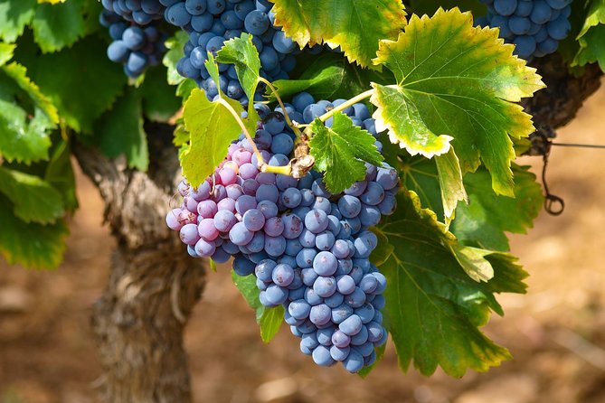 Half-Day Wine Tasting and Saint Paul de Vence Tour from Nice - The unusual tasting at Vignoble Rasse