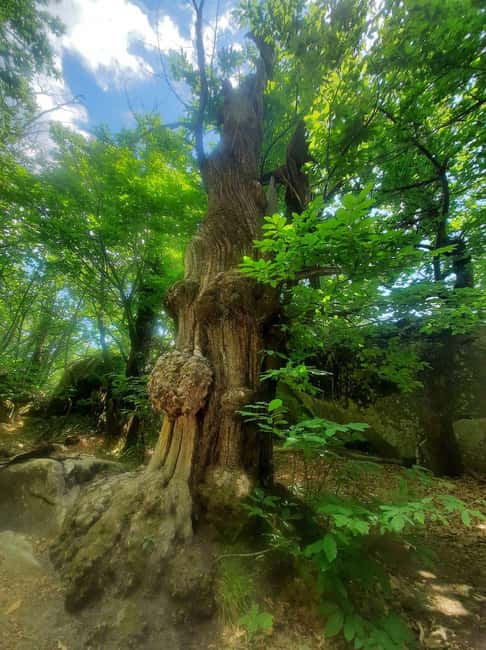 Mountain Train Experience: Hike & Mystic Forest (From Nice) - Should you book the Mountain Train Experience?