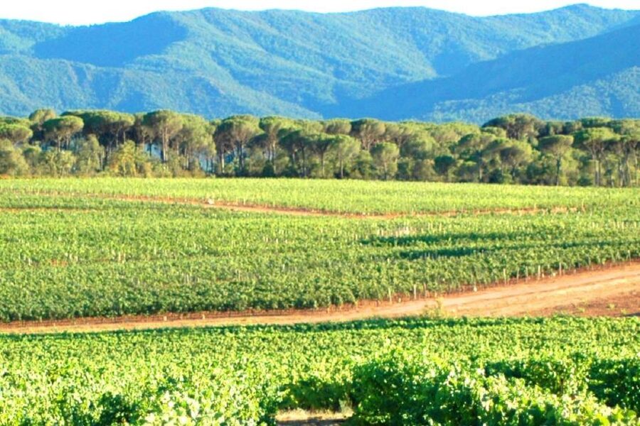 Nice: Full-Day Côtes de Provence Wine Tour - The afternoon winery and the return to Nice