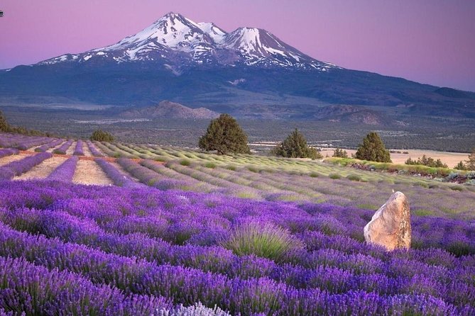 Nice: Gorges of Verdon and Fields of Lavender Tour - The best views along the Verdon Gorge