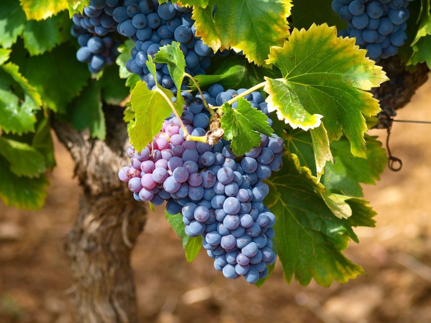 Nice: Half-Day Saint Paul de Vence and Wine Tasting Tour - Is $110 a fair price?