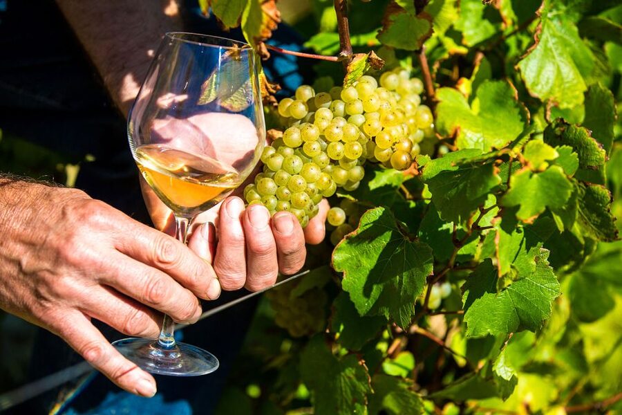 Nice: Provence Village Tour with Wine and Produce Tasting - What this nine-hour Provence day is really about