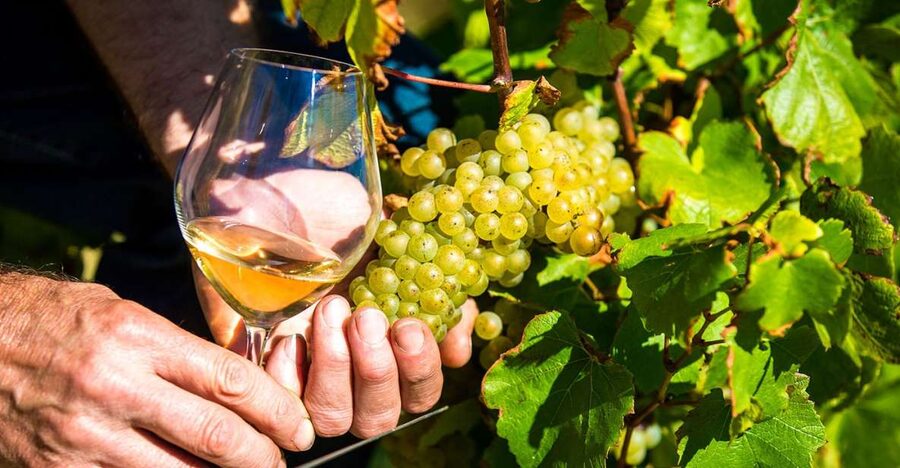 Nice: Provence Village Tour with Wine and Produce Tasting - From Nice to Biot and its glassmaking tradition