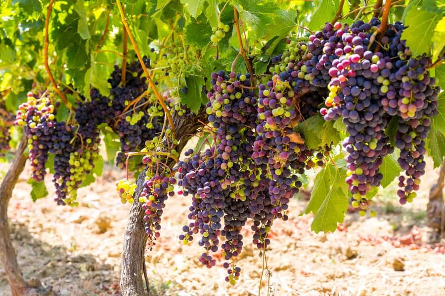 Organic Wine Tasting with Saint paul Half Day Tour from Nice - Key points at a glance
