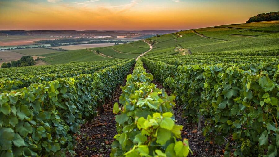 Organic Wine Tasting with Saint paul Half Day Tour from Nice - From medieval lanes to Saint Jeannet wine country