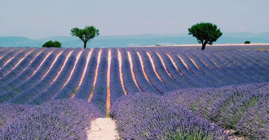 Private Day Trip to Provence and Lavender Fields - Vineyards and a possible Côte de Provence tasting