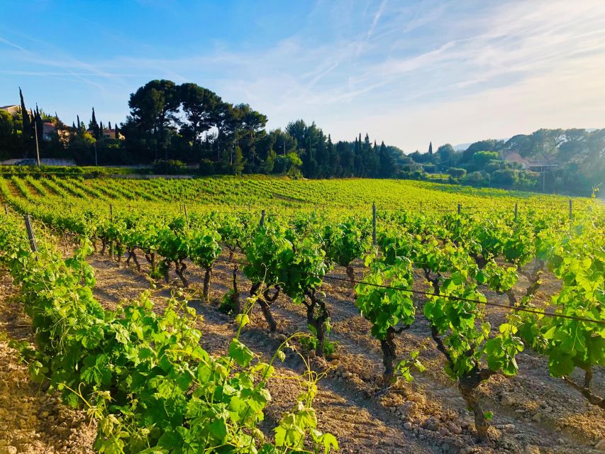 Private Day Trip to Provence and Lavender Fields - Lunch, timing, and what to bring