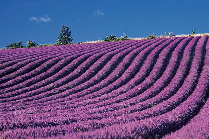 Provence and Lavender - private & Guided Full Day Tour - Two hours in Moustiers Sainte-Marie