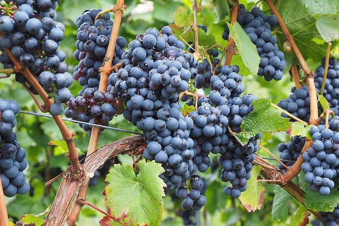 Provence Organic Wine Tasting Half Day Tour from Nice - How good is the value at $72.01?