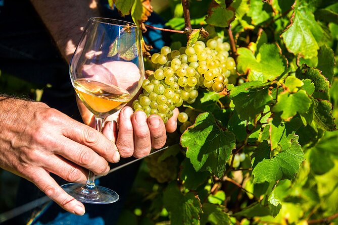 Provence Organic Wine Tasting Half Day Tour from Nice - Saint-Jeannet and the family cellar