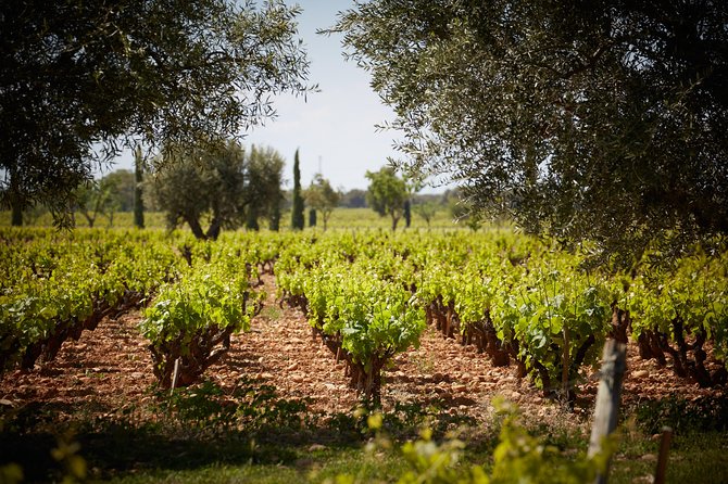 Provence Private Full Day Wine Tour with Wine Tasting - Why Jacques matters to the day
