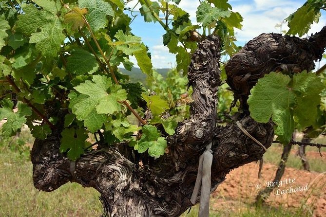 Provence Private Full Day Wine Tour with Wine Tasting - What the private vehicle changes