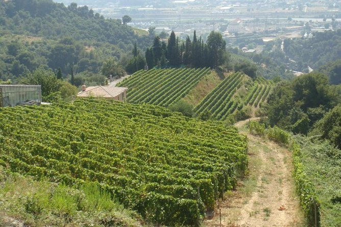 Provence Sea & Countryside Full-Day Private Tour - Grasse adds perfume to the final stretch