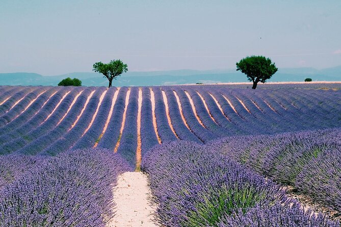 Provence, Vineyards and Lavender Fields Private Day Trip - A long Provence day that earns its miles