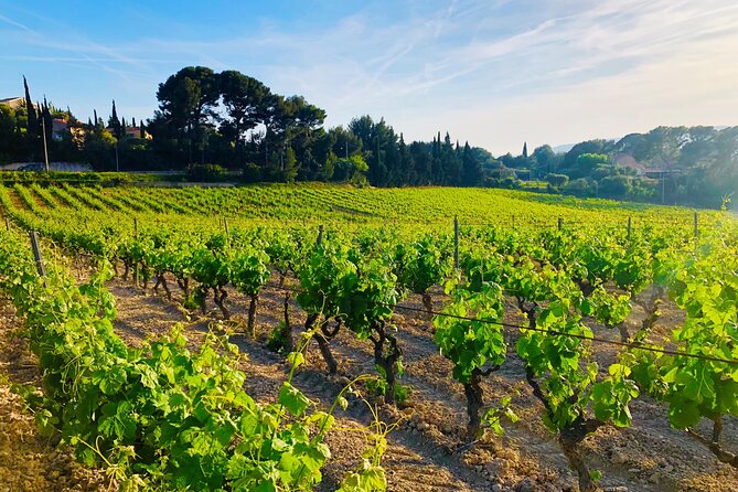 Provence, Vineyards and Lavender Fields Private Day Trip - What the private price means for your group