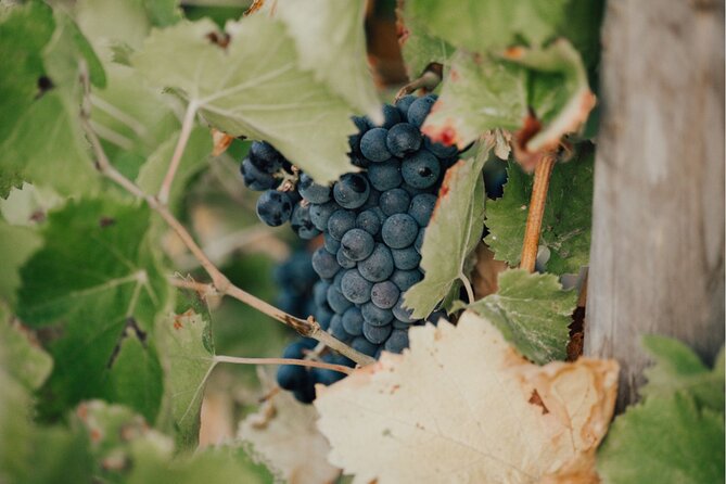 Shared Tour - Wine tour from Saint Tropez - Who will enjoy this Saint-Tropez wine tour?