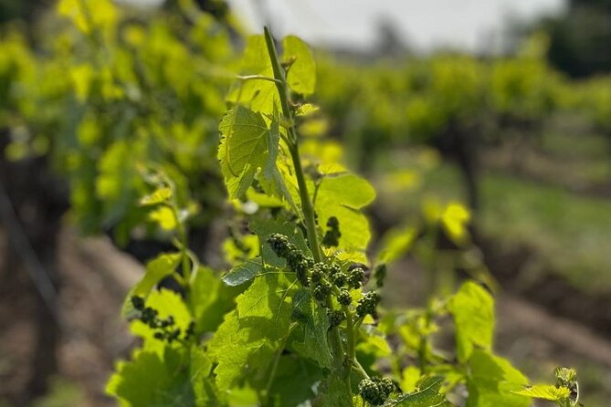 Shared Tour - Wine tour from Saint Tropez - Practical details before you book