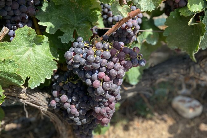 Small Group Guided E-Bike Tour in Nice’s Organic Vineyard - Reaching the Bellet Wine Area