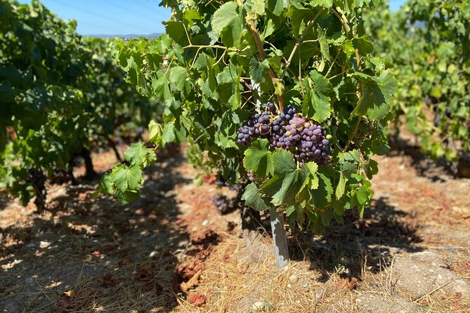Small Group Guided E-bike Tour in Nice's Organic Vineyard - Is $119.77 a fair price?