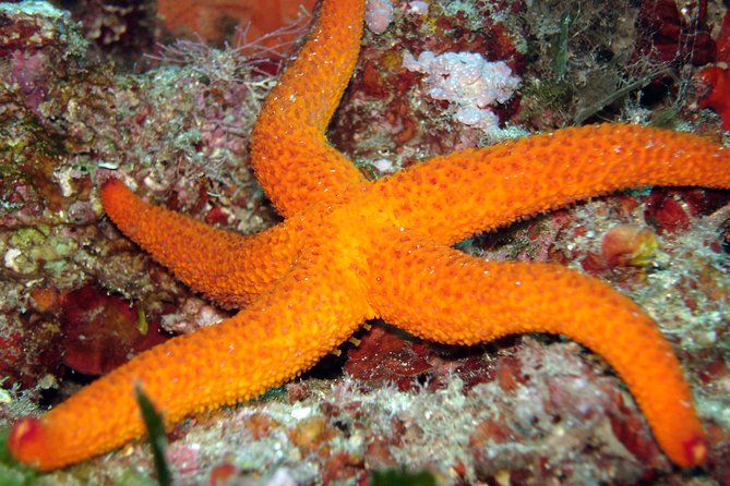 Snorkeling - By boat on site in the Bay of Cannes or Estérel - Key points to know before booking