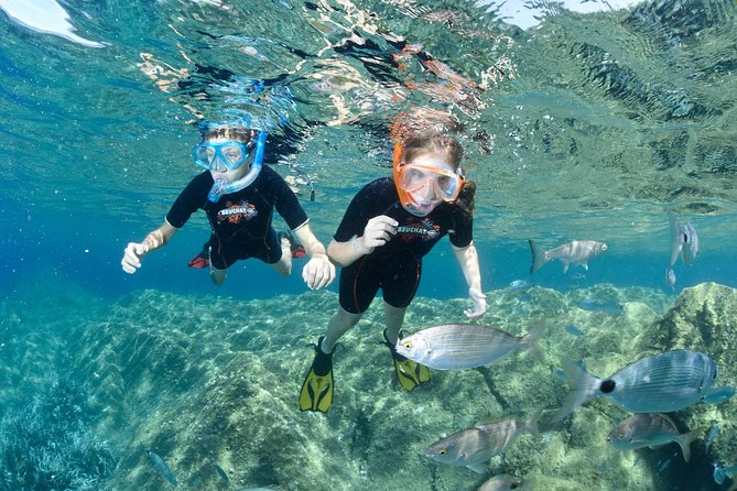 Snorkeling - By boat on site in the Bay of Cannes or Estérel - Setting out from Port de la Rague near Cannes
