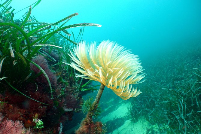 Snorkeling - By boat on site in the Bay of Cannes or Estérel - What makes the price of $52.98 worthwhile